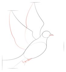 Jak narysować ptaka - Gołąb 3