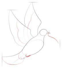 Jak narysować ptaka - Gołąb 4