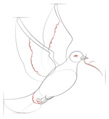 Jak narysować ptaka - Gołąb 6