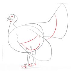 Jak narysować ptaka - Indyk 5