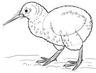 Jak narysować ptaka - Kiwi 6