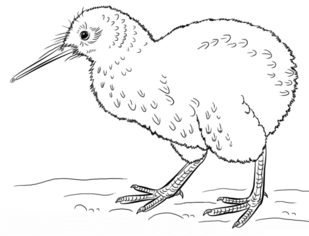 Jak narysować ptaka - Kiwi 7