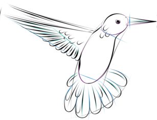 Jak narysować ptaka - Koliber 5