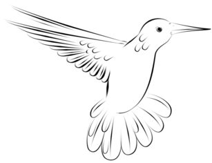 Jak narysować ptaka - Koliber 6