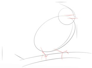 Jak narysować ptaka - Modrosójka 3