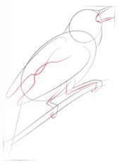 Jak narysować ptaka - Słowik 4