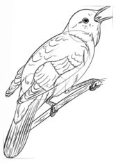 Jak narysować ptaka - Słowik 7
