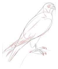 Jak narysować ptaka - Sokół 7