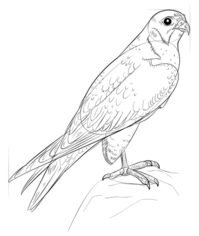 Jak narysować ptaka - Sokół 8