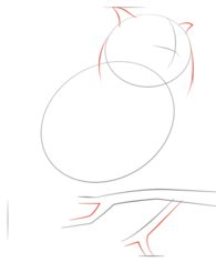 Jak narysować ptaka - Sowa 3