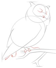Jak narysować ptaka - Sowa 6