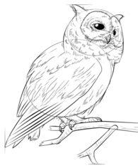 Jak narysować ptaka - Sowa 8