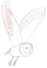 Jak narysować ptaka - Sowa 6