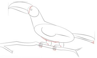 Jak narysować ptaka - Tukan 6