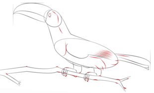 Jak narysować ptaka - Tukan 7
