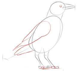 Jak narysować ptaka - Wrona 5