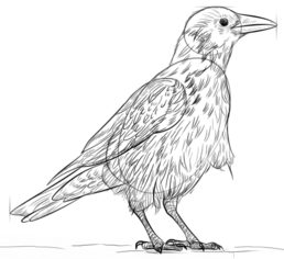 Jak narysować ptaka - Wrona 7