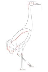 Jak narysować ptaka - Żuraw 6