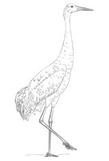 Jak narysować ptaka - Żuraw 8