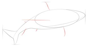 Jak narysować rekina 4