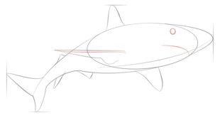 Jak narysować rekina 6