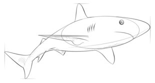 Jak narysować rekina 8