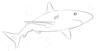 Jak narysować rekina 9