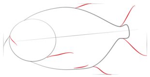 Jak narysować rybę - pirania 3
