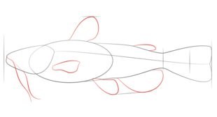 Jak narysować rybę 3