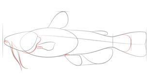 Jak narysować rybę 4