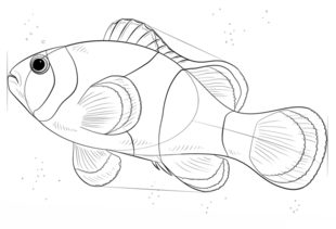 Jak narysować rybę 7