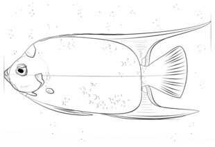 Jak narysować rybę 7
