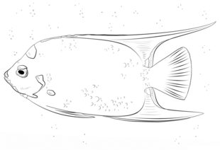 Jak narysować rybę 8