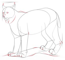 Jak narysować rysia 6