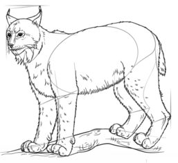 Jak narysować rysia 7