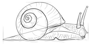 Jak narysować ślimaka 8