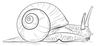 Jak narysować ślimaka 9