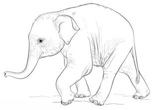 Jak narysować słonika 8