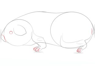 Jak narysować świnkę morską 5