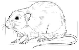 Jak narysować szczura 8