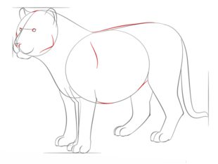 Jak narysować tygrysa 7