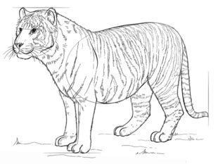Jak narysować tygrysa 8