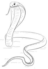 Jak narysować węża - Kobra 8