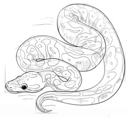 Jak narysować węża - Pyton 6