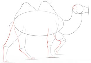 Jak narysować wielbłąda 4