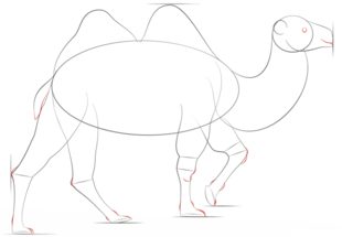 Jak narysować wielbłąda 5