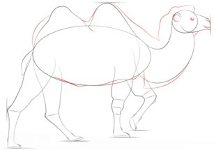 Jak narysować wielbłąda 6