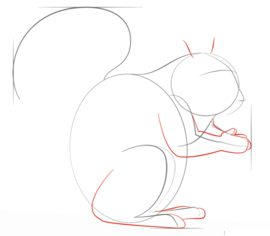 Jak narysować wiewiórkę 4