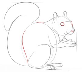 Jak narysować wiewiórkę 7