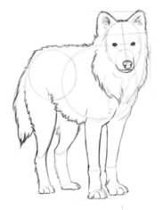 Jak narysować wilka 6
